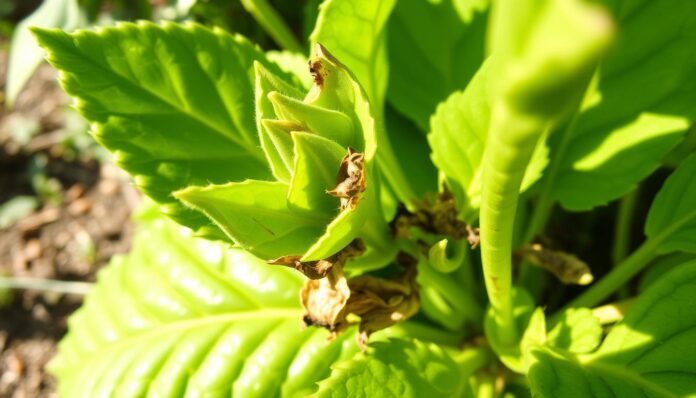 aphid infestation
