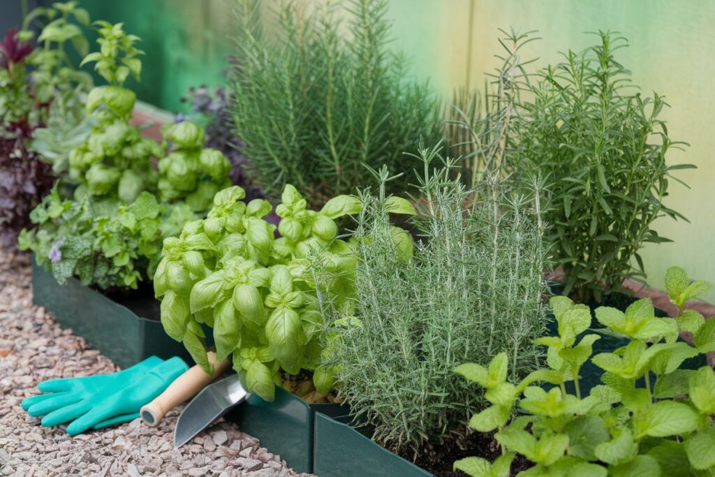 Can You Plant Herbs Anytime Of The Year