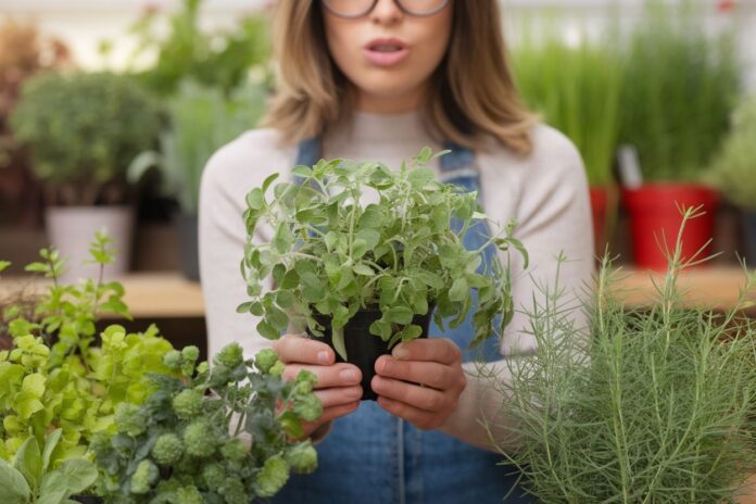 Can You Plant Herbs Anytime Of The Year